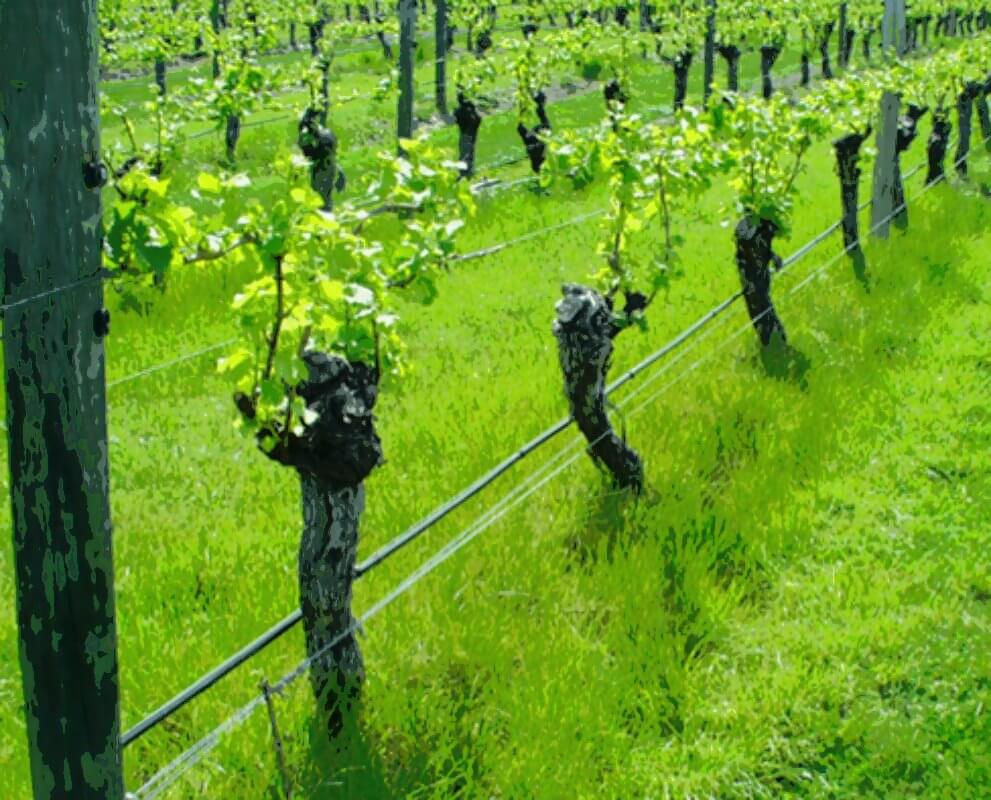 3 Ways To Investigate Herbicide Resistance In Weeds