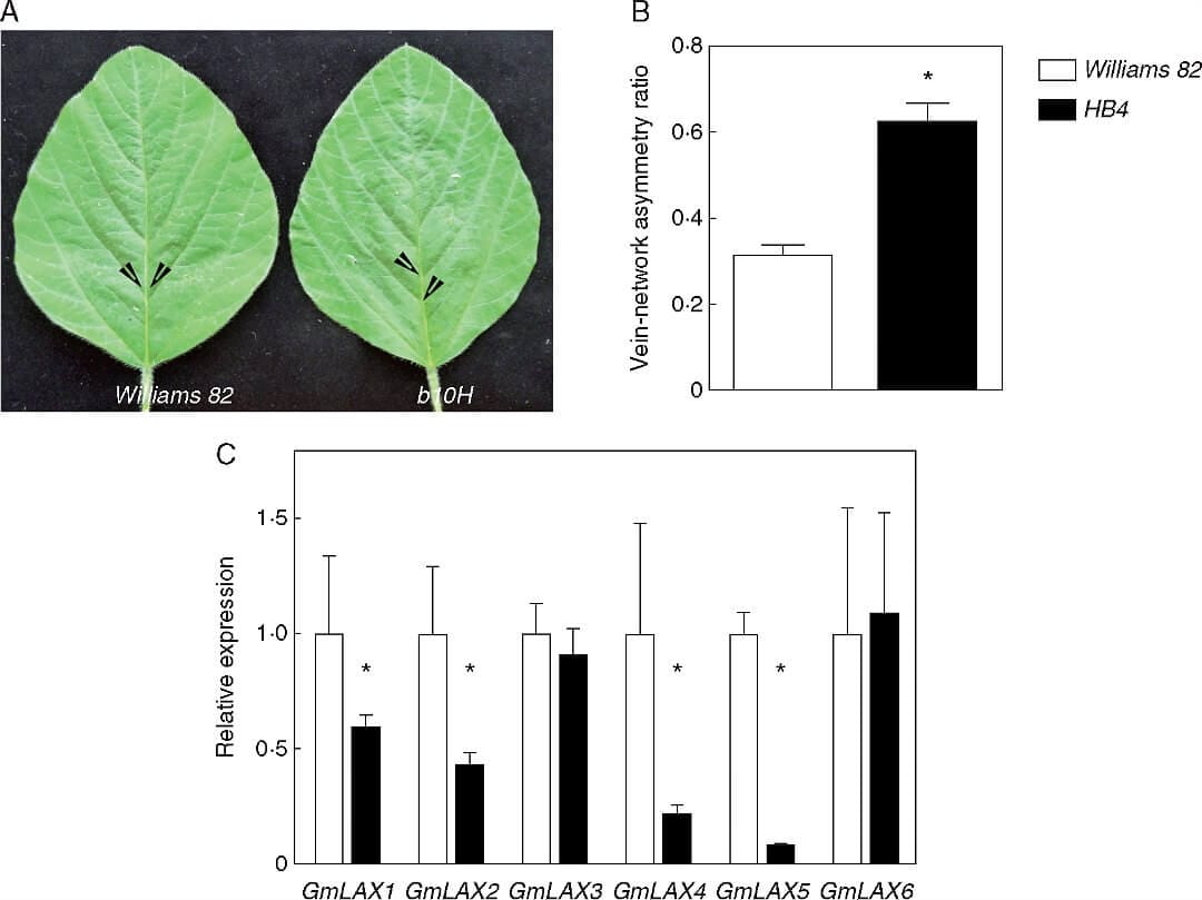LAX2 modulates leaf lateral- vein symmetry and represses xylem development
