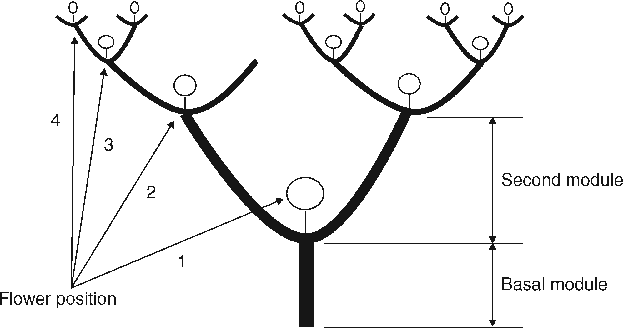 Flower-level developmental plasticity and mating system in Datura