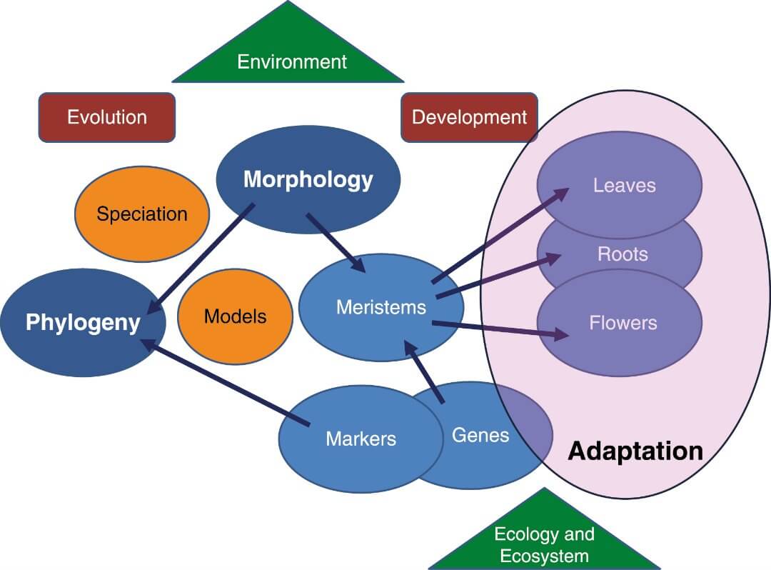 Morphology, phylogeny and adaptation