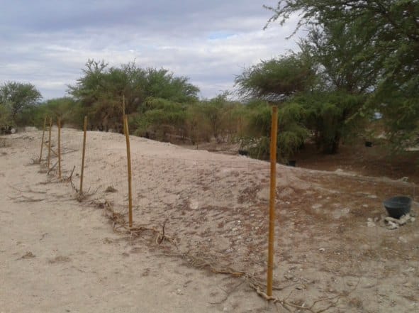 Prosopis tamarugo seed collection area