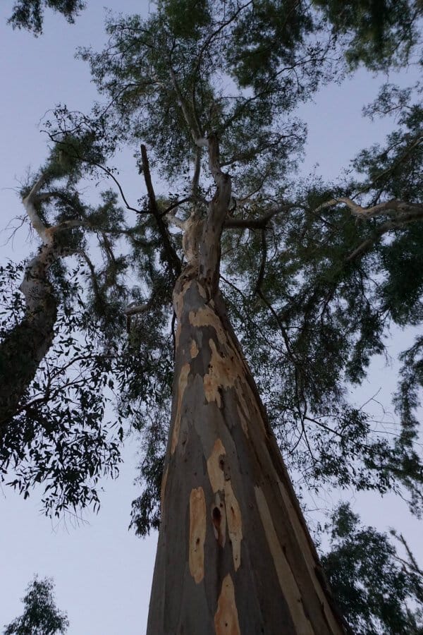 Eucalyptus tree