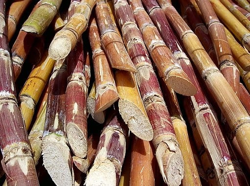 Plant Records: The ever thirsty sugarcane