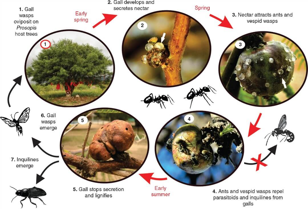 Are the sugary secretions of wasp galls analogues of extrafloral nectar?