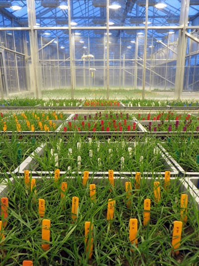 A Big Experiment in a glasshouse at Rothamsted Research.