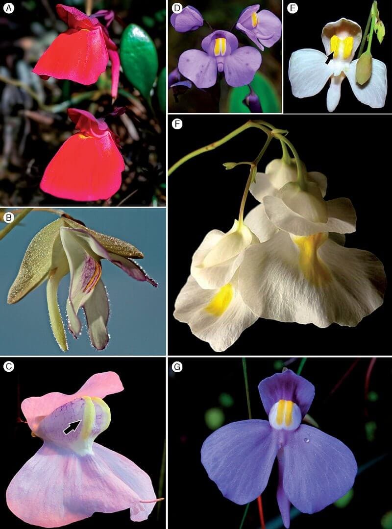 Stolon-tuber system and phylogeny of orchid-like bladderworts (Lentibulariaceae)