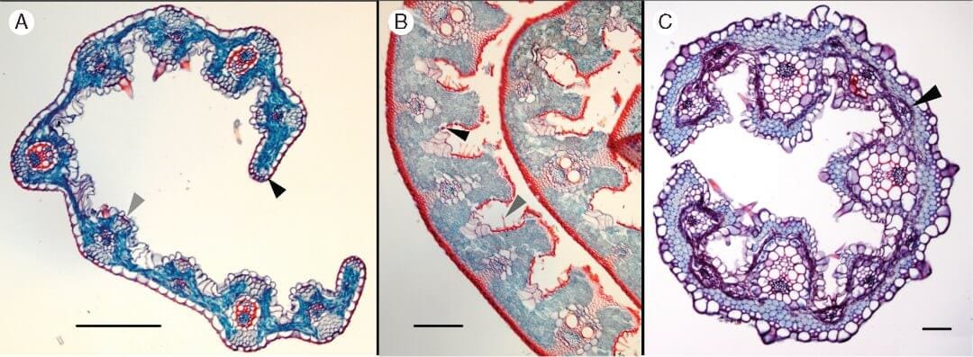 Polyphyly of Arundinoideae (Poaceae) and awn evolution in the grasses