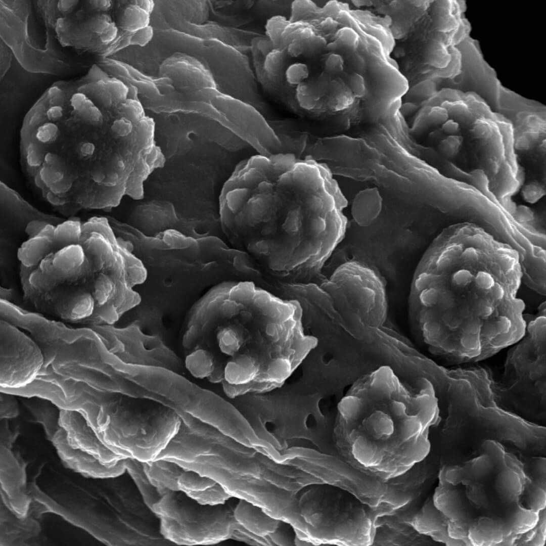 New insights into the formation of silica aggregates in sorghum roots
