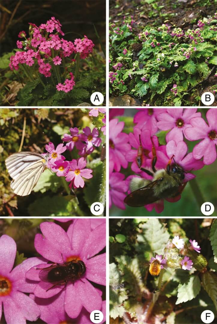 Ecology and genetics of transitions from outcrossing to selfing in Primula