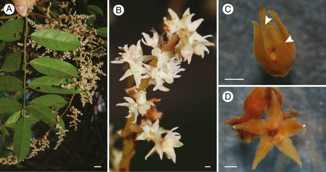 Floral morphology and anatomy of Ophiocaryon, a paedomorphic genus of Sabiaceae