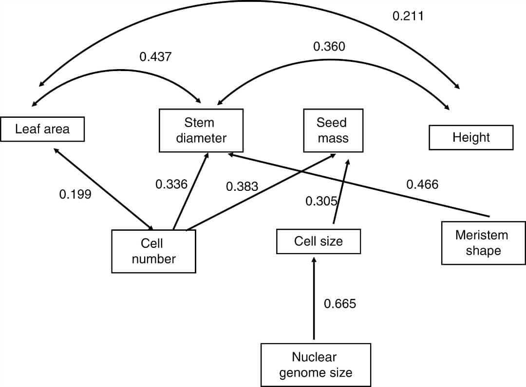 Shoot apical meristem and plant body organization: a cross-species comparative study
