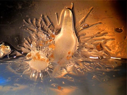 Germinating seeds of the temperate orchid Anacamptis coriophora. 