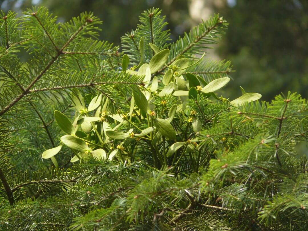 Mistletoe-ing around the tree reduces growth in forests