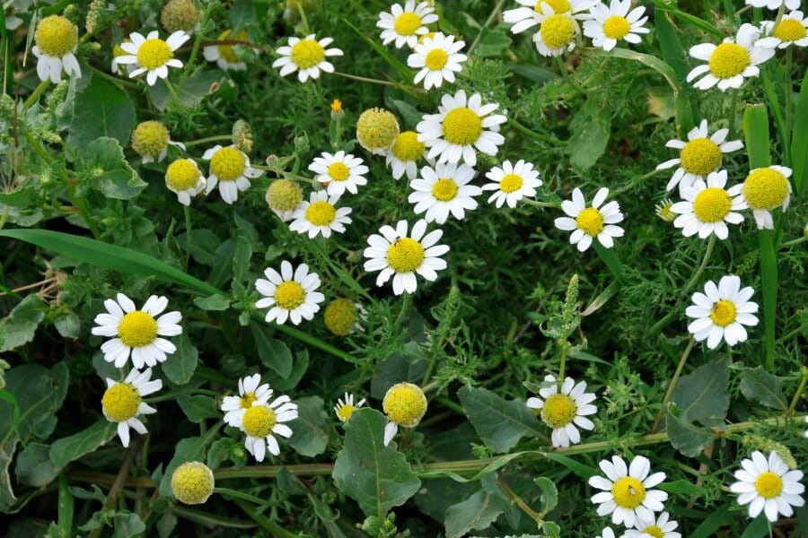 Anthemis palaetina