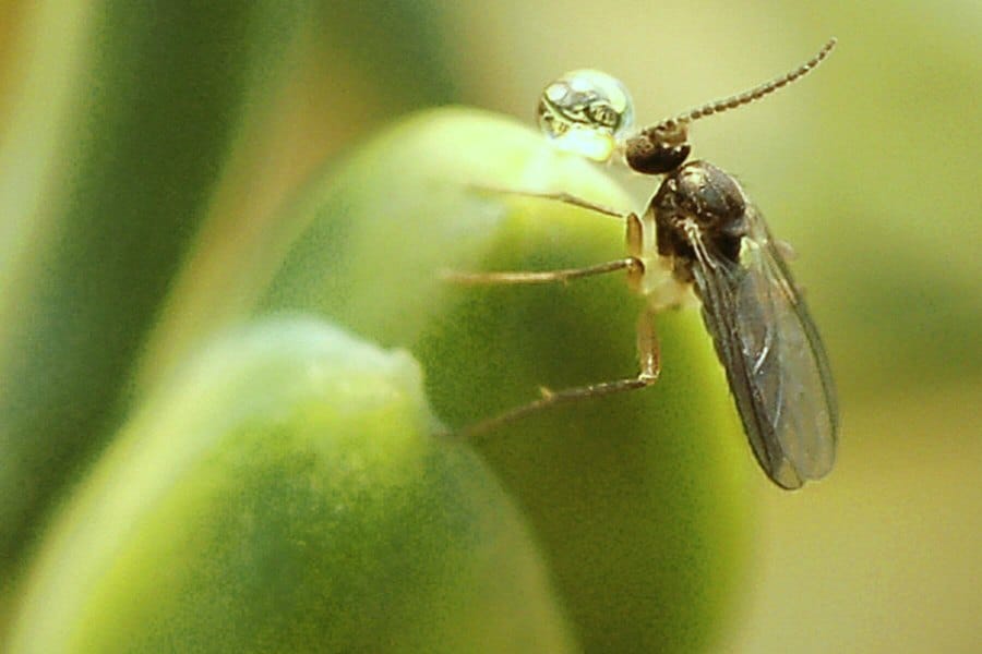 Phylogenetic and functional signals in ovular secretions of gymnosperms