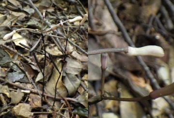 The flower that never blooms