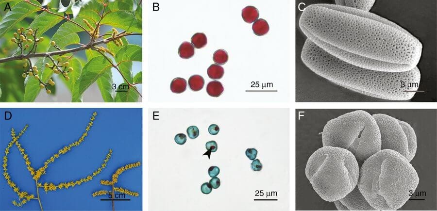 Carbohydrate metabolism and androdioecy maintenance in Tapiscia sinensis