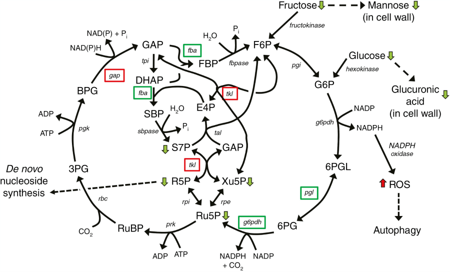 Cell growth and homeostasis are disrupted in Arabidopsis rns2-2 mutants