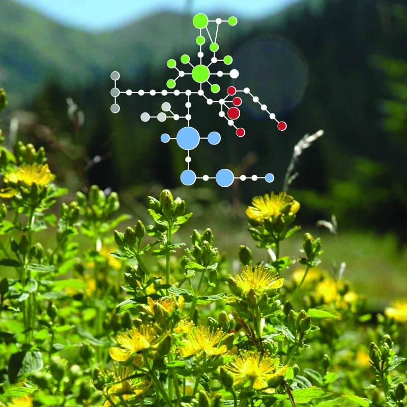 Hypericum hybrids trapped in their polyploid gene pool