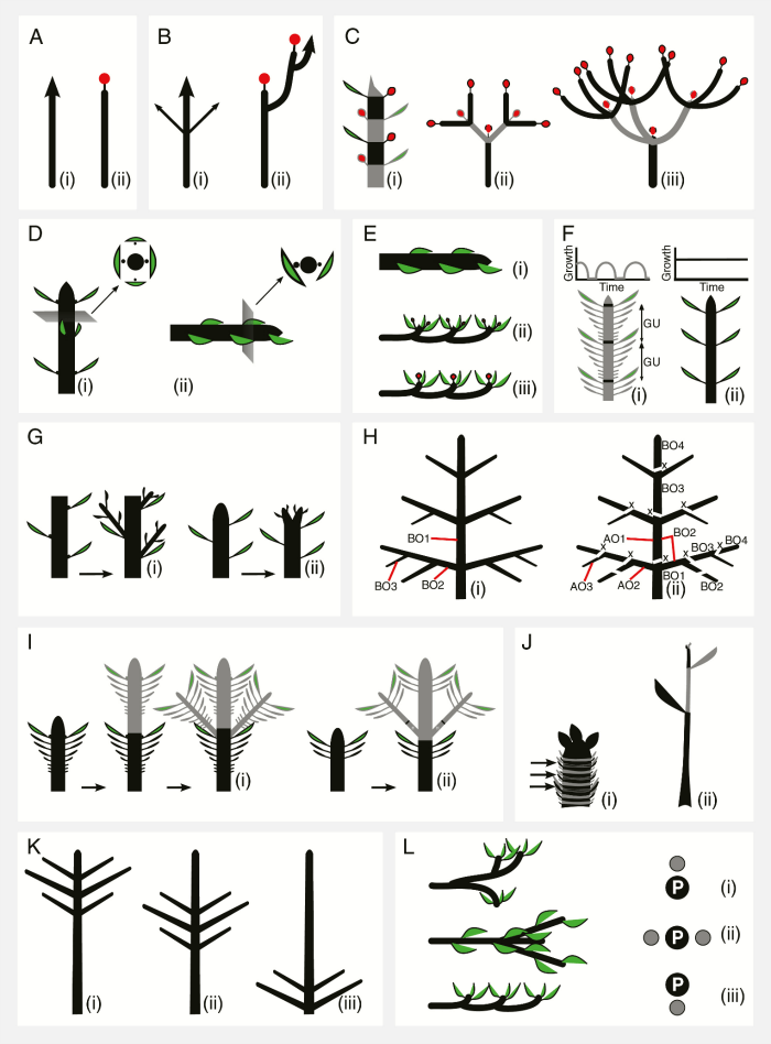 The evolution and ecology of plant architecture