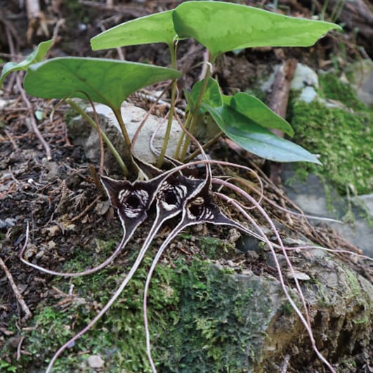 Shaping the cline of floral calyx lobe length in Asarum