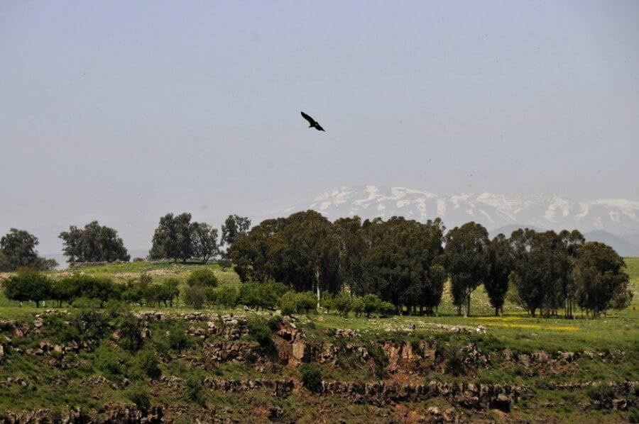 Vulture flying with distant mountains