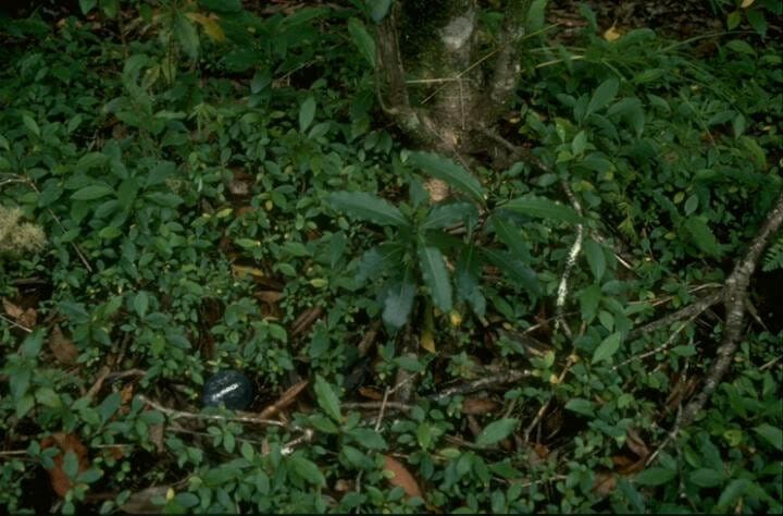 Pittosporum undulatum seedlings