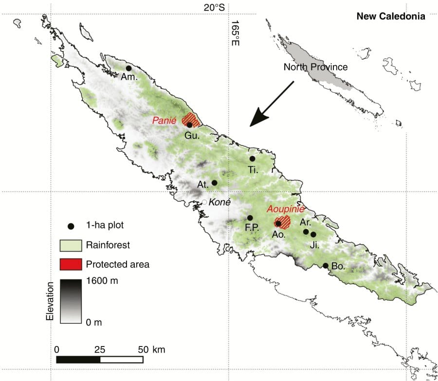 What makes New Caledonian rainforests so different?