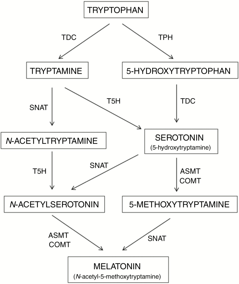 Melatonin and its relationship to plant hormones