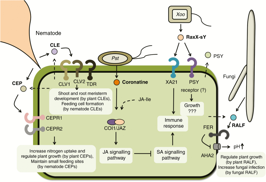 Molecular mimicry modulates plant host responses to pathogens