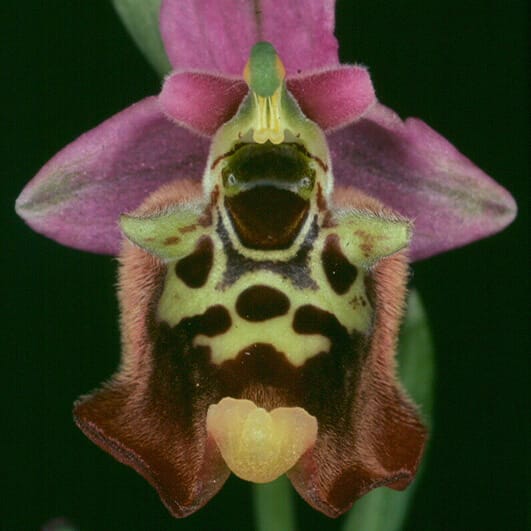 RAD-seq and morphology clarify evolutionary relationships in Eurasian bee orchids