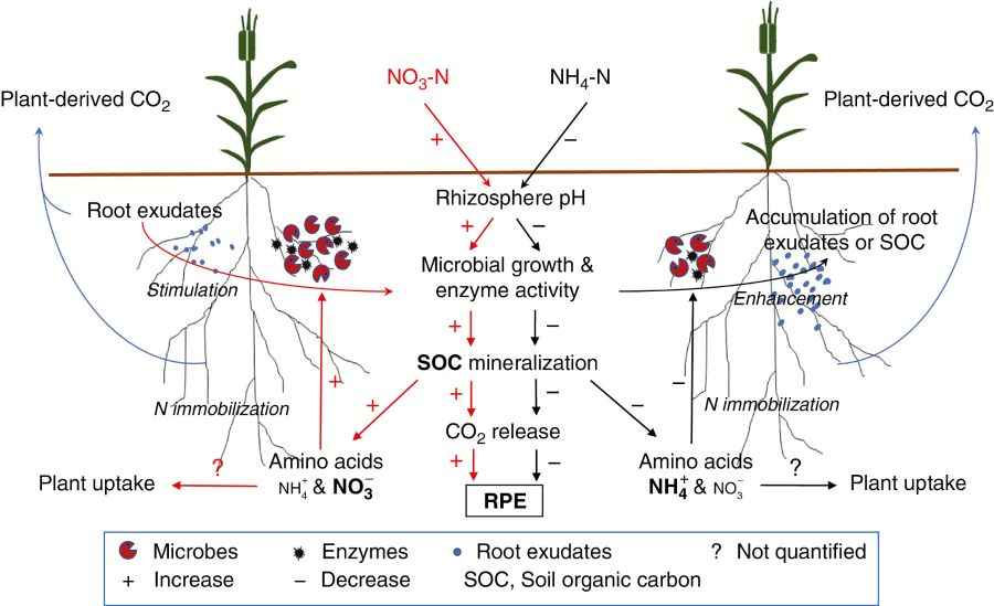 The role of local pH in regulating rhizosphere priming effect