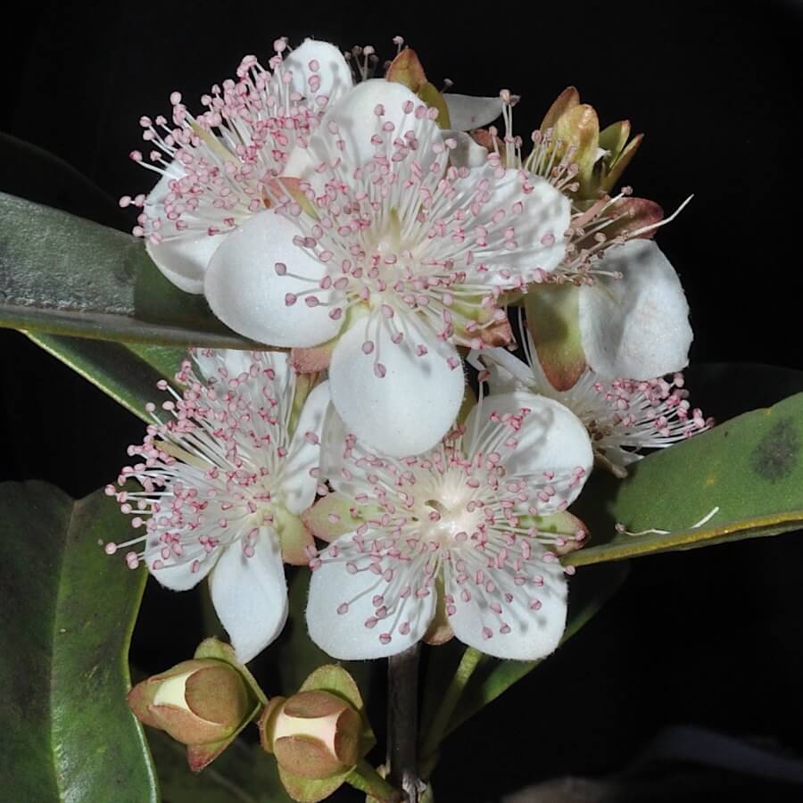 Heterochronical trends promote labile floral strategies in Eugenia