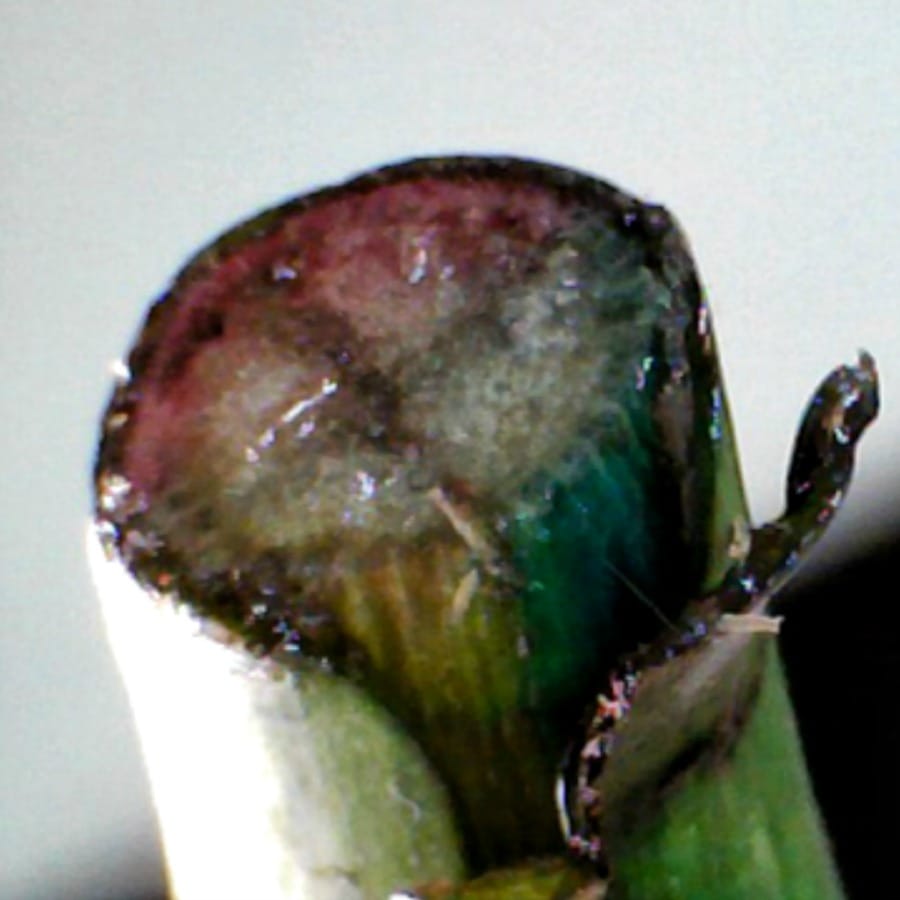 The Return of the Rainbow Rose