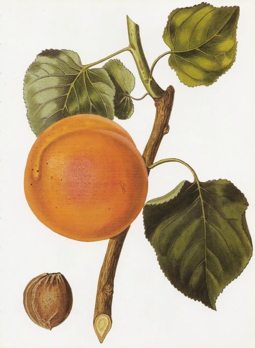 Apricot painting