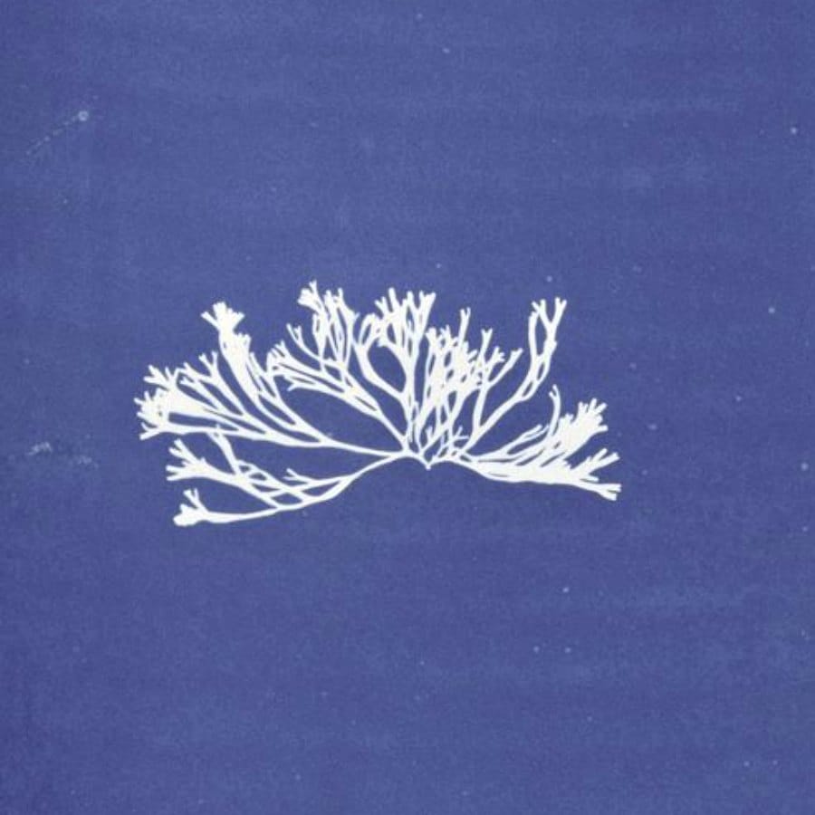 Anna Atkins Photographic Pioneer