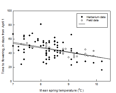 Comparing flowering dates of the early-spider orchid against mean temperatures, using two data sets.