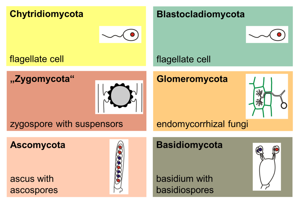 How fungi oxygenated the Earth
