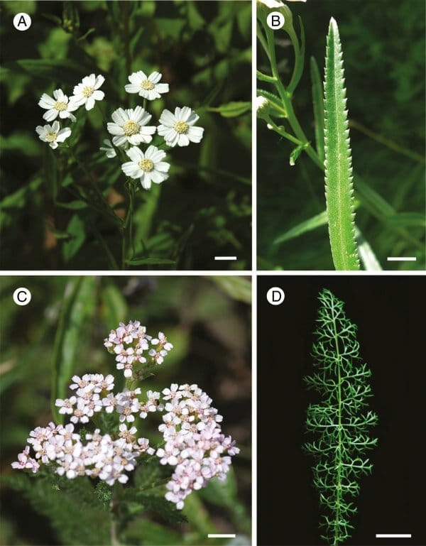 Differential expression of NAM gene underlies diverse leaf forms in Achillea