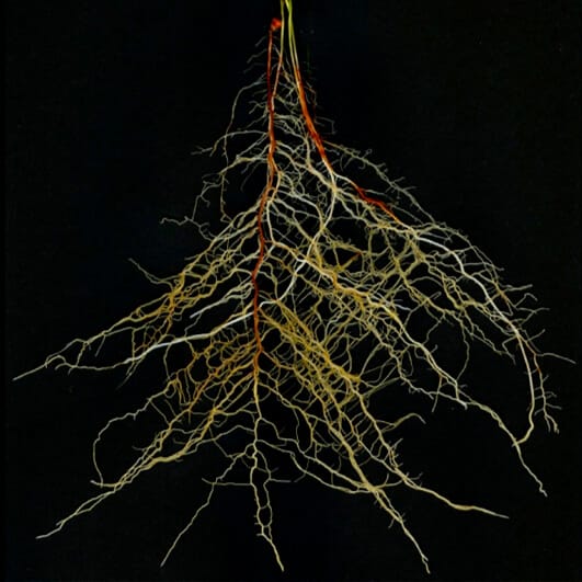 Sorghum root-system classification in contrasting phosphor environments