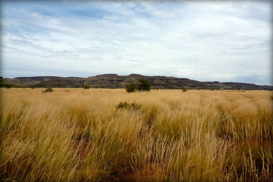 Grass florets bet-hedge against unpredictable rainfall in arid landscapes