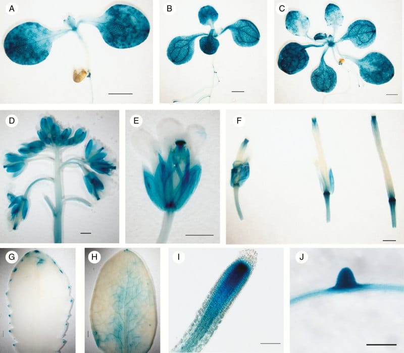 Non-Specific Phospholipase C2 (NPC2) in plant immune responses in Arabidopsis