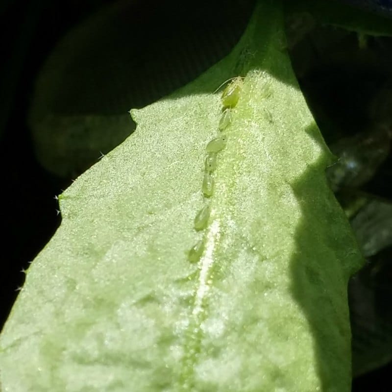 Rare soil bacteria affect plant performance