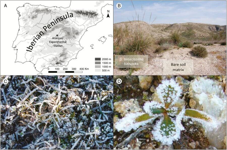Winter is coming: plant freezing resistance as a key functional trait