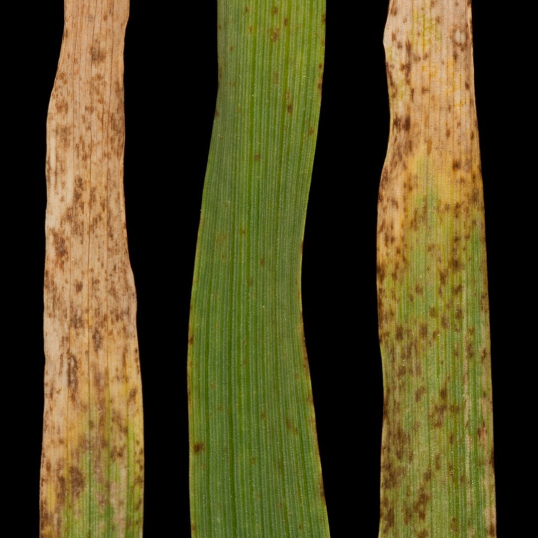 The development of Ramularia leaf spot disease in barley