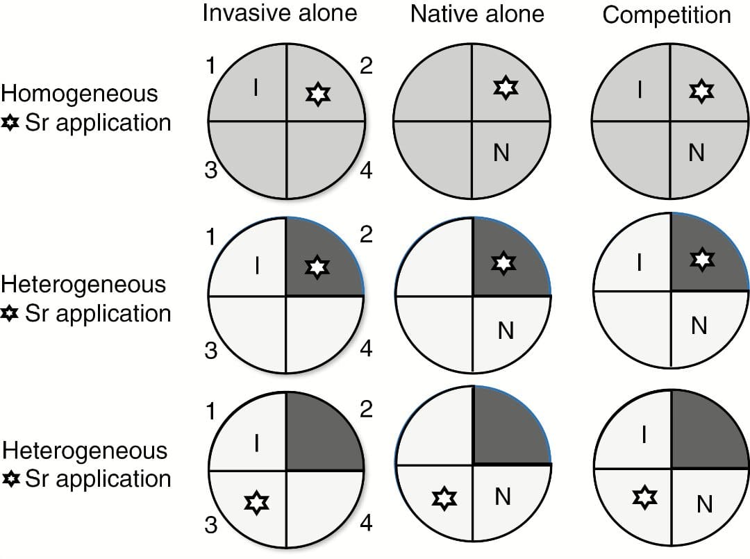 Linking invasive–native plant competition to foraging and nutrient conditions