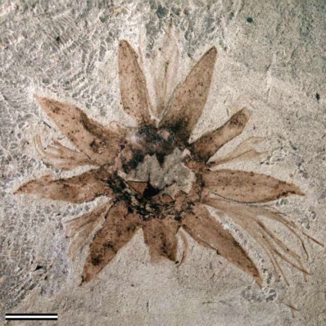 Early Palaeocene fossil flowers of Patagonia