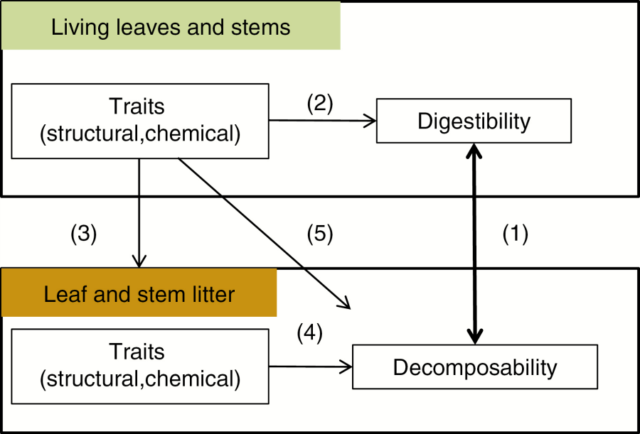 Traits control the digestibility-decomposition relationship