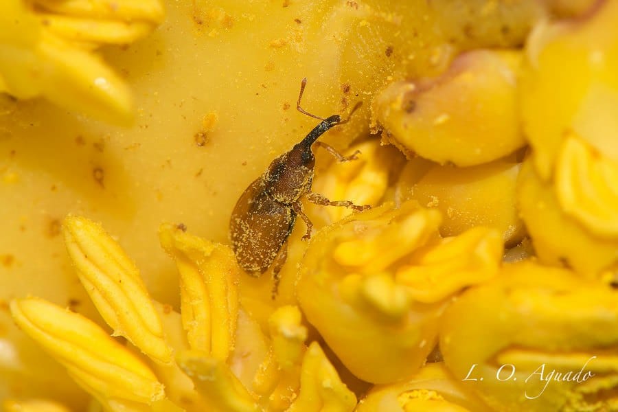 Inflorescence arrangement and nursery pollinator occupancy