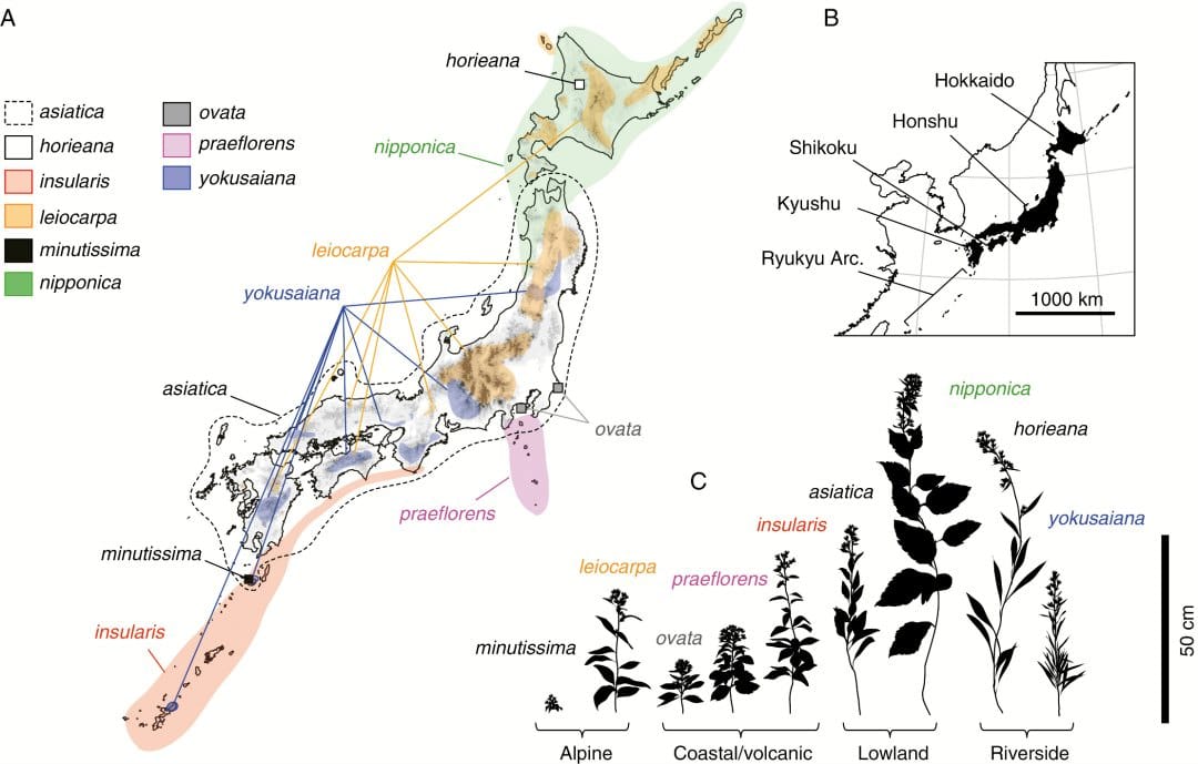 Rapid ecological diversification of the Eurasian goldenrod complex